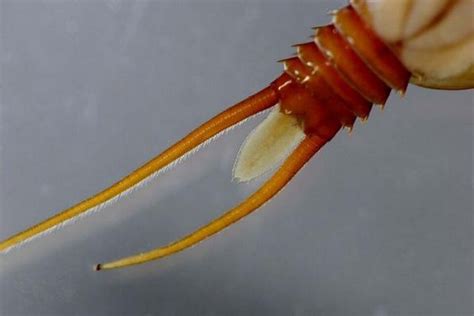 levande fossil